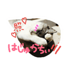にゃー(ずび)※猫です（個別スタンプ：6）