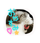 にゃー(ずび)※猫です（個別スタンプ：7）