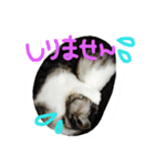 にゃー(ずび)※猫です（個別スタンプ：10）