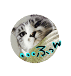 にゃー(ずび)※猫です（個別スタンプ：11）