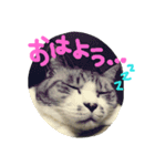 にゃー(ずび)※猫です（個別スタンプ：12）