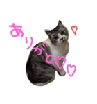 にゃー(ずび)※猫です（個別スタンプ：13）