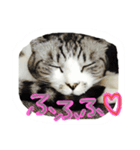 にゃー(ずび)※猫です（個別スタンプ：16）