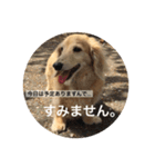 れんのすけ（個別スタンプ：1）