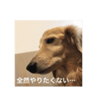 れんのすけ（個別スタンプ：3）
