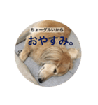 れんのすけ（個別スタンプ：4）
