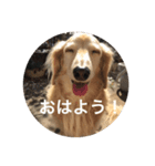 れんのすけ（個別スタンプ：7）