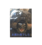 ちょびの日常 2（個別スタンプ：3）