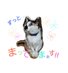 マル家のりんちゃん（個別スタンプ：9）