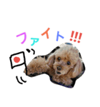 マル家のりんちゃん（個別スタンプ：13）