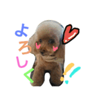 マル家のりんちゃん（個別スタンプ：20）