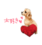 マルプー♥️愛犬ベル 日本語ver（個別スタンプ：1）