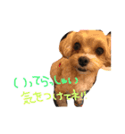 マルプー♥️愛犬ベル 日本語ver（個別スタンプ：4）