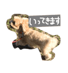 マルプー♥️愛犬ベル 日本語ver（個別スタンプ：5）