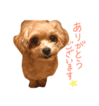 マルプー♥️愛犬ベル 日本語ver（個別スタンプ：7）