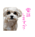 マルプー♥️愛犬ベル 日本語ver（個別スタンプ：10）