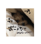 マルプー♥️愛犬ベル 日本語ver（個別スタンプ：13）