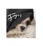 マルプー♥️愛犬ベル 日本語ver（個別スタンプ：15）