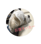 戌年マロンのスタンプ（個別スタンプ：4）