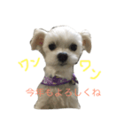 戌年マロンのスタンプ（個別スタンプ：7）