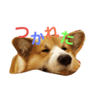 コーギーのこやあど（個別スタンプ：1）