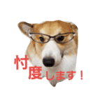 コーギーのこやあど（個別スタンプ：5）