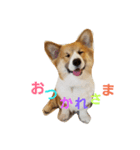 コーギーのこやあど（個別スタンプ：7）