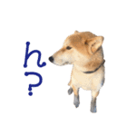 柴犬タロウの日常(敬語編)（個別スタンプ：1）