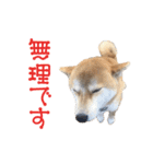 柴犬タロウの日常(敬語編)（個別スタンプ：3）