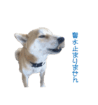 柴犬タロウの日常(敬語編)（個別スタンプ：4）