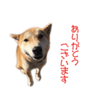柴犬タロウの日常(敬語編)（個別スタンプ：5）