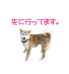 柴犬タロウの日常(敬語編)（個別スタンプ：6）