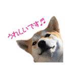 柴犬タロウの日常(敬語編)（個別スタンプ：7）