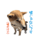 柴犬タロウの日常(敬語編)（個別スタンプ：8）