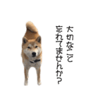 柴犬タロウの日常(敬語編)（個別スタンプ：9）