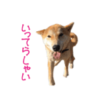 柴犬タロウの日常(敬語編)（個別スタンプ：10）