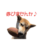 柴犬タロウの日常(敬語編)（個別スタンプ：11）