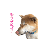 柴犬タロウの日常(敬語編)（個別スタンプ：12）