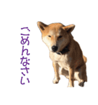 柴犬タロウの日常(敬語編)（個別スタンプ：13）