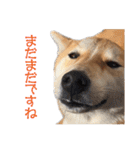 柴犬タロウの日常(敬語編)（個別スタンプ：14）