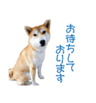 柴犬タロウの日常(敬語編)（個別スタンプ：15）