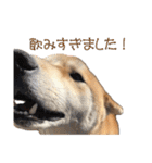 柴犬タロウの日常(敬語編)（個別スタンプ：16）