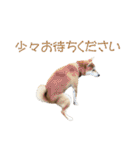 柴犬タロウの日常(敬語編)（個別スタンプ：17）