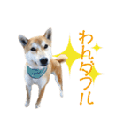 柴犬タロウの日常(敬語編)（個別スタンプ：18）