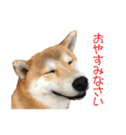 柴犬タロウの日常(敬語編)（個別スタンプ：19）