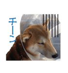柴犬タロウの日常(敬語編)（個別スタンプ：20）