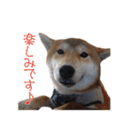 柴犬タロウの日常(敬語編)（個別スタンプ：21）