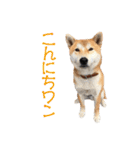 柴犬タロウの日常(敬語編)（個別スタンプ：22）