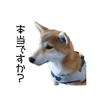 柴犬タロウの日常(敬語編)（個別スタンプ：23）