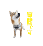 柴犬タロウの日常(敬語編)（個別スタンプ：24）